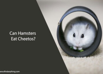 Can Hamsters Eat Cheetos