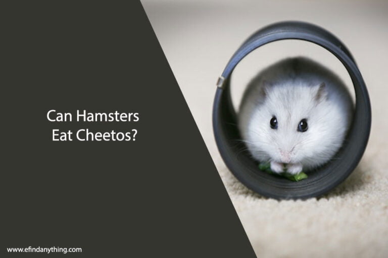 Can Hamsters Eat Cheetos