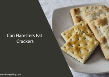 Can Hamsters Eat Crackers