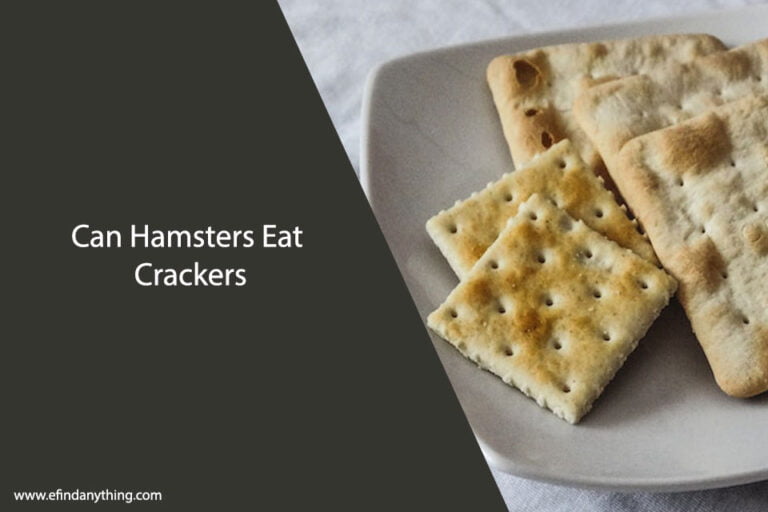 Can Hamsters Eat Crackers