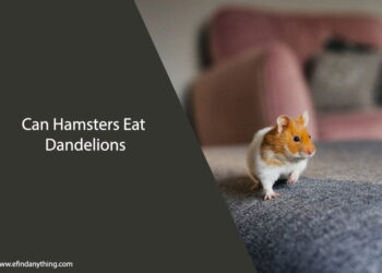 Can Hamsters Eat Dandelions
