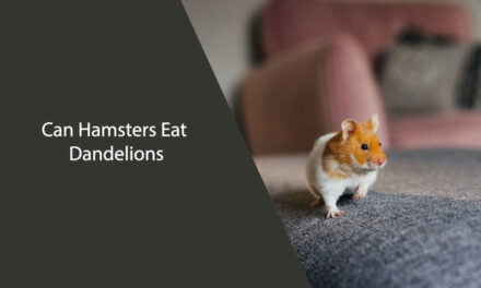 Can Hamsters Eat Dandelions