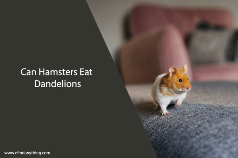 Can Hamsters Eat Dandelions