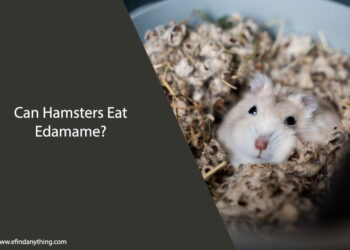 Can Hamsters Eat Edamame