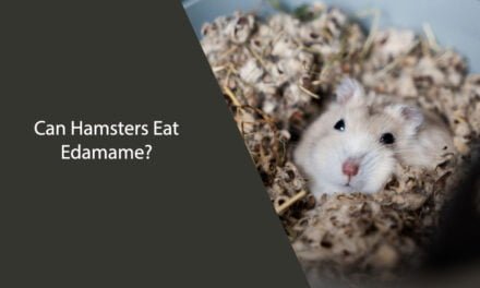 Can Hamsters Eat Edamame?