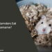 Can Hamsters Eat Edamame