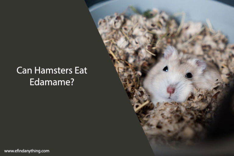 Can Hamsters Eat Edamame