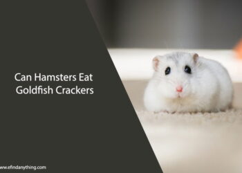 Can Hamsters Eat Goldfish Crackers