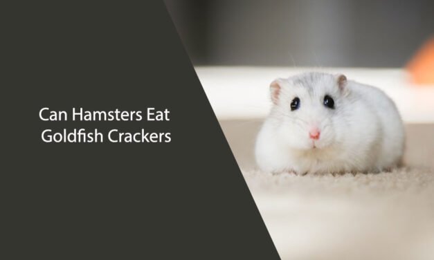Can Hamsters Eat Goldfish Crackers?