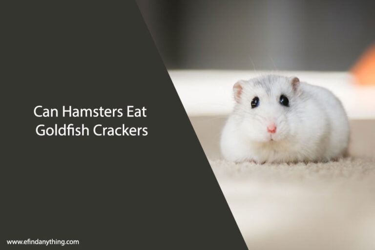 Can Hamsters Eat Goldfish Crackers