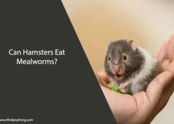 Can Hamsters Eat Mealworms