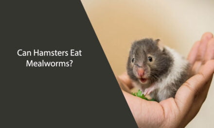 Can Hamsters Eat Mealworms?