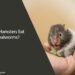 Can Hamsters Eat Mealworms
