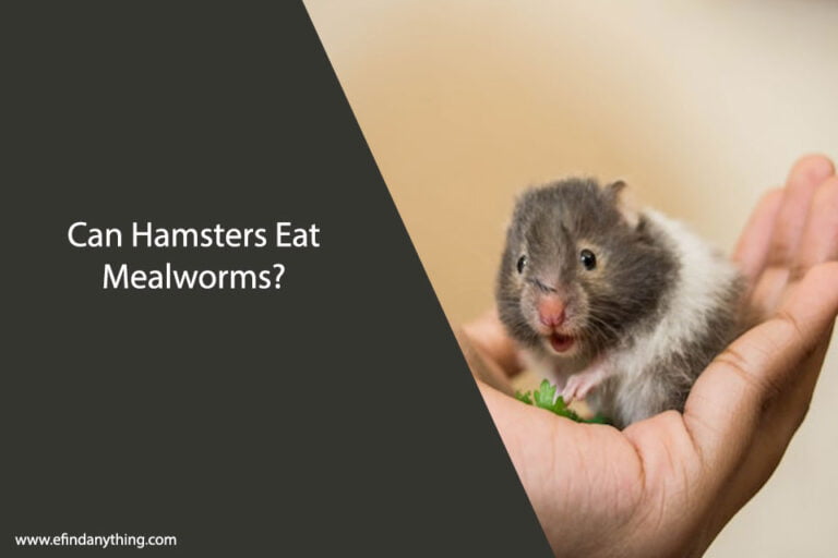 Can Hamsters Eat Mealworms