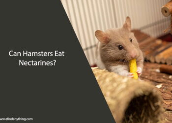 Can Hamsters Eat Nectarines