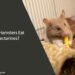 Can Hamsters Eat Nectarines