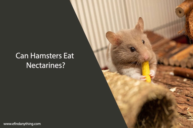 Can Hamsters Eat Nectarines
