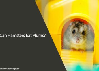 Can Hamsters Eat Plums