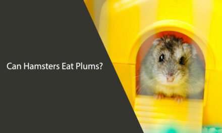 Can Hamsters Eat Plums?