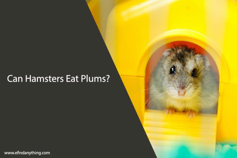 Can Hamsters Eat Plums