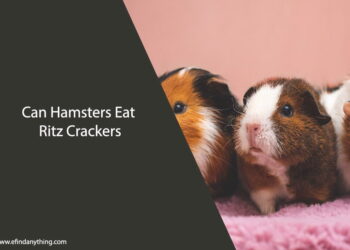 Can Hamsters Eat Ritz Crackers
