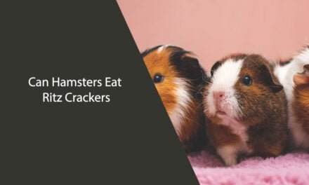 Can Hamsters Eat Ritz Crackers?