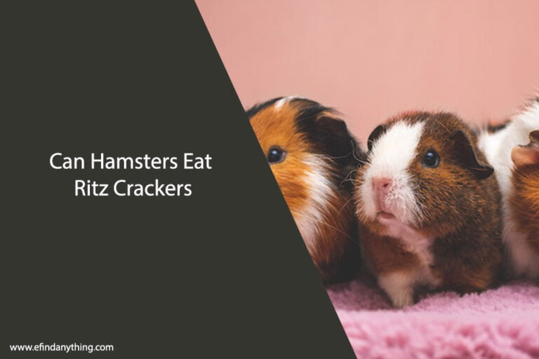 Can Hamsters Eat Ritz Crackers
