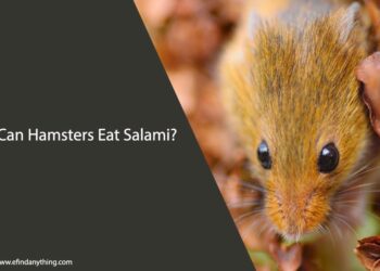 Can Hamsters Eat Salami
