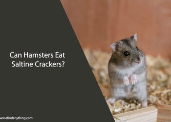 Can Hamsters Eat Saltine Crackers