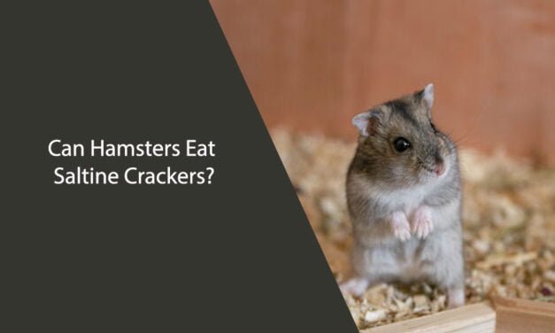 Can Hamsters Eat Saltine Crackers?