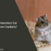 Can Hamsters Eat Saltine Crackers