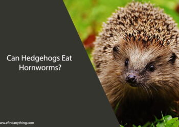 Can Hedgehogs Eat Hornworms