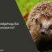 Can Hedgehogs Eat Hornworms