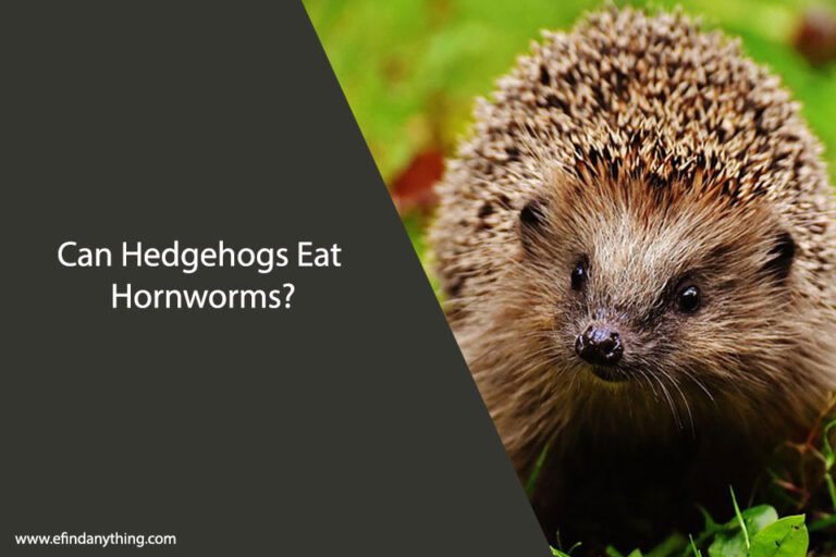 Can Hedgehogs Eat Hornworms