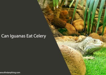 Can Iguanas Eat Celery