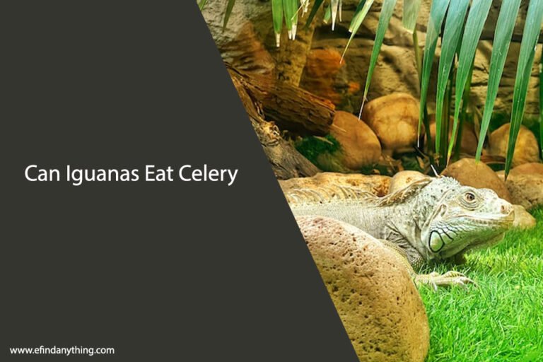 Can Iguanas Eat Celery