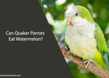 Can Quaker Parrots Eat Watermelon