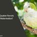 Can Quaker Parrots Eat Watermelon