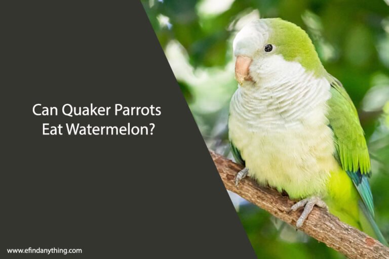 Can Quaker Parrots Eat Watermelon