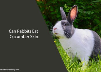 Can Rabbits Eat Cucumber Skin