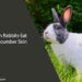 Can Rabbits Eat Cucumber Skin