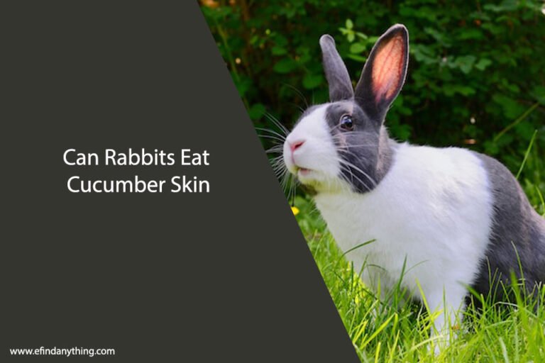 Can Rabbits Eat Cucumber Skin