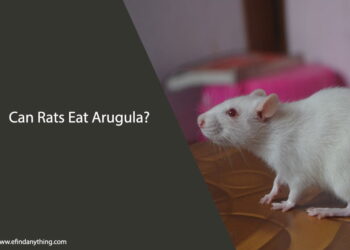 Can Rats Eat Arugula