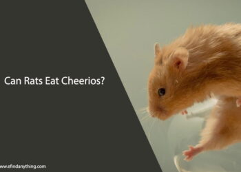 Can Rats Eat Cheerios