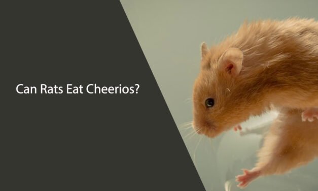 Can Rats Eat Cheerios?