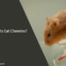 Can Rats Eat Cheerios