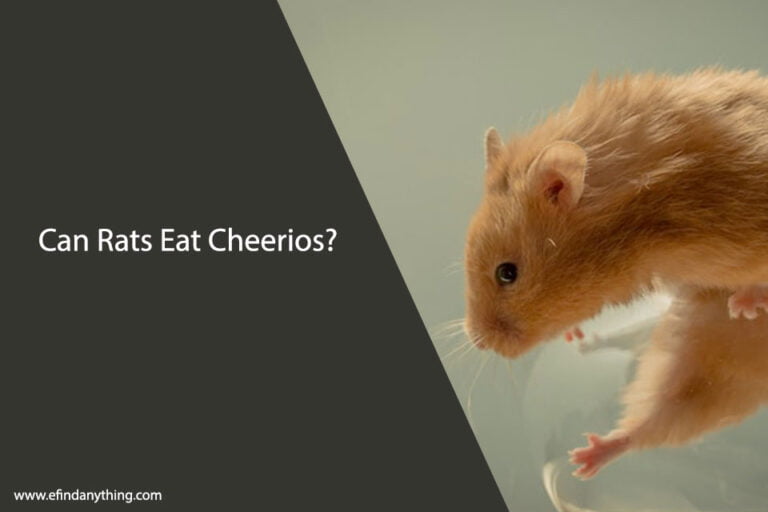 Can Rats Eat Cheerios