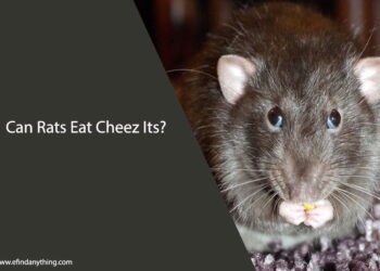Can Rats Eat Cheez Its