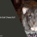 Can Rats Eat Cheez Its