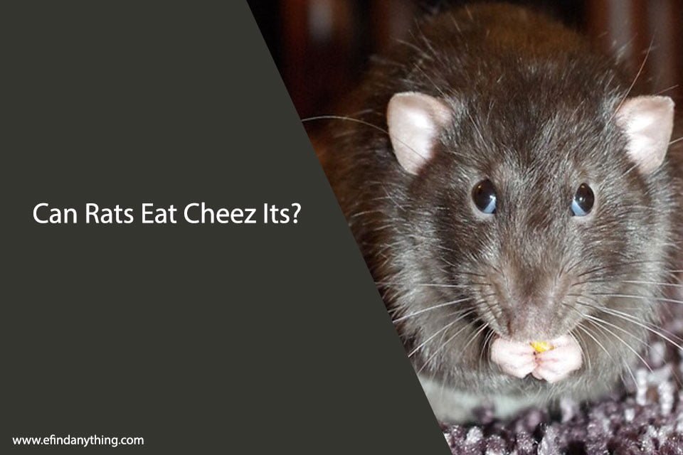 Can Rats Eat Cheez Its?